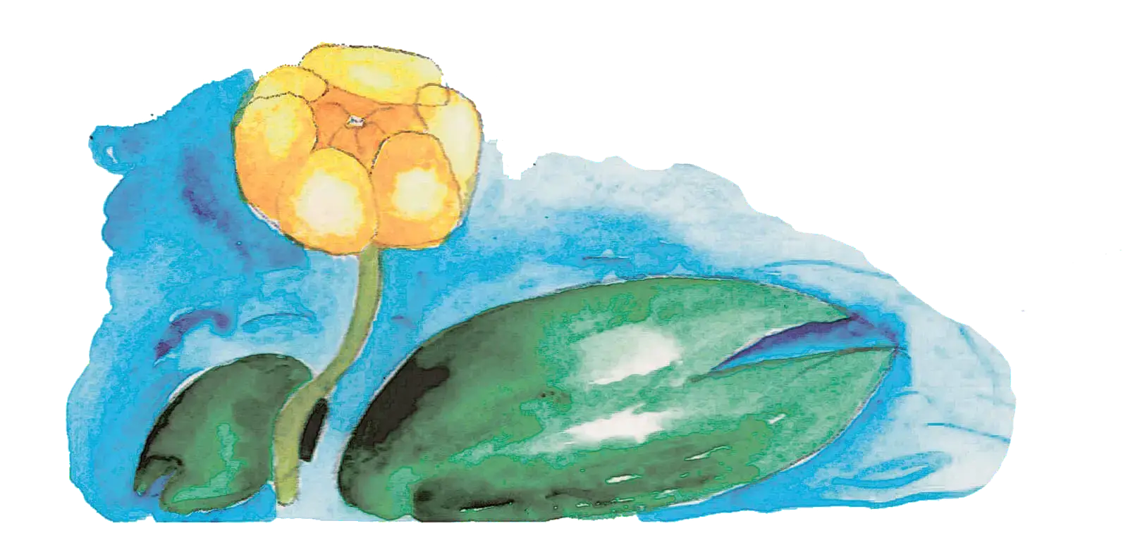 Pond-Lily, illustration by Lotta Vuorma